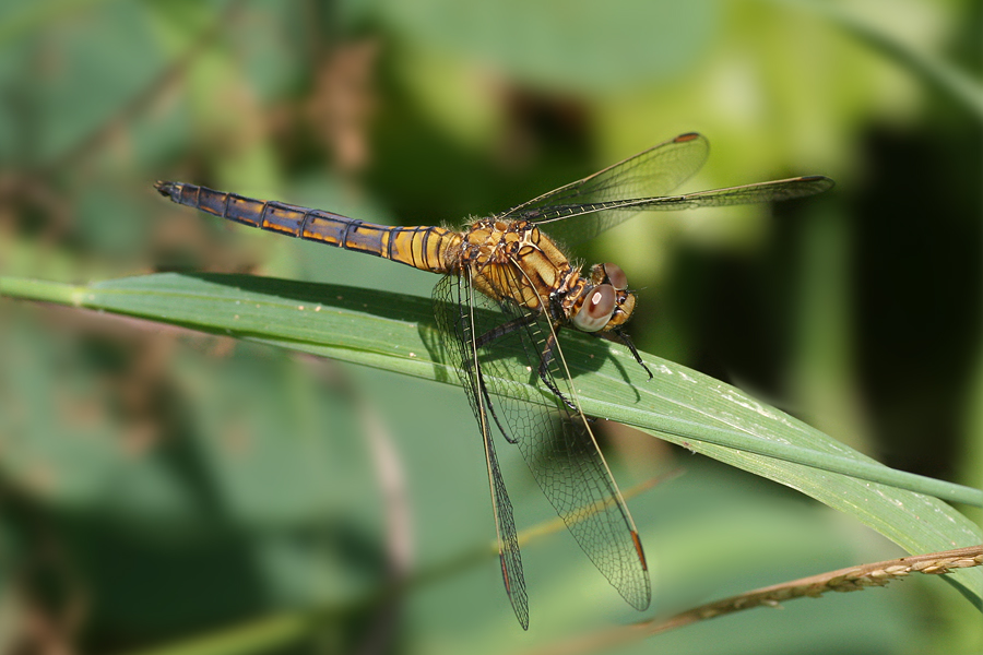 6069_Beekoeverlibel (v) - Plitvice N.P. (Kroatia).jpg